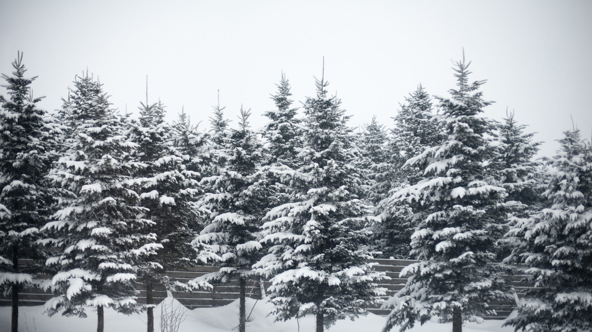 Pine Trees Snow